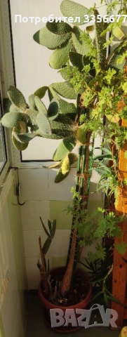 Кактус "Opuntia Microdasys" h>2.0m'