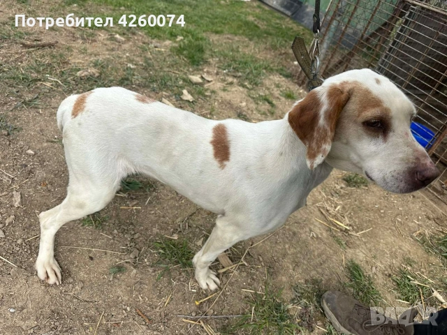 Истърско Гонче, снимка 2 - Гонче - 53978748