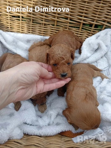 Той Пудел FCI Родословие, снимка 3 - Пудели - 54233220