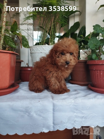 Мини Пуделчета., снимка 2 - Пудели - 52898082