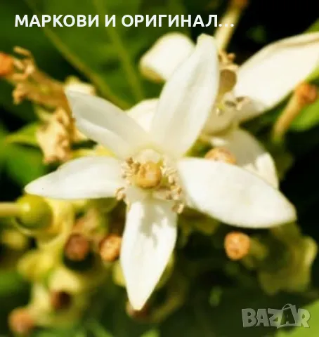 Yodeyma IRIS 100мл./Дамски парфюм, снимка 11 - Дамски парфюми - 48465375