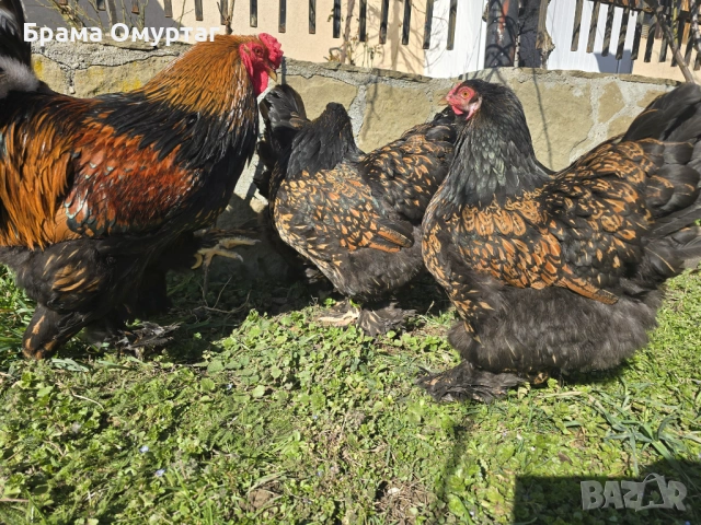 Продавам разплодни яйца от Златно кантирана Брама/Gold Laced Brahma, снимка 8 - Кокошки и пуйки - 50242172