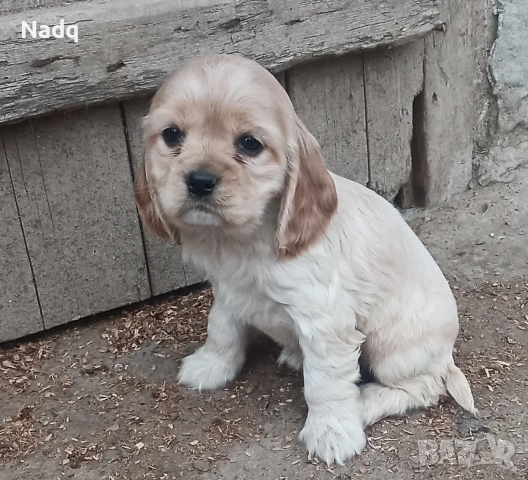 Кокер шпаньол Страхотни , снимка 2 - Кокер шпаньол - 53743303