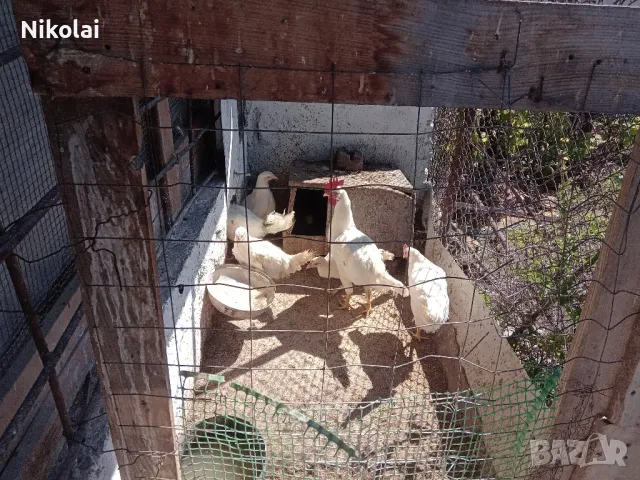 Бял Легхорн ярки на 5месеца , снимка 3 - Кокошки и пуйки - 50245052