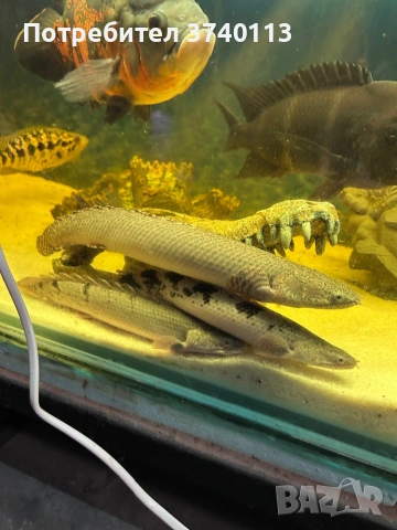 Полиптерус