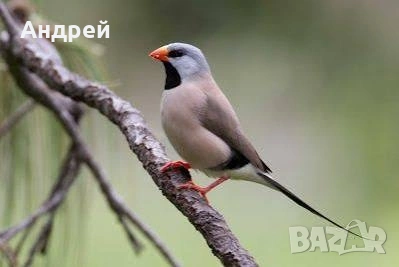 Остроопашати амадини