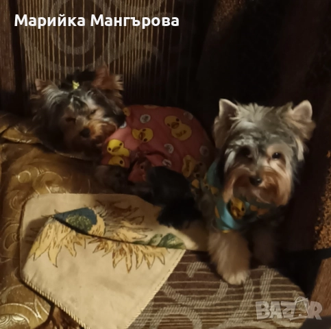 Мини Йоркита много игриви , снимка 4 - Йоркширски териер - 52299919