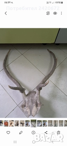еленови рога, снимка 9 - Декорация за дома - 52221523