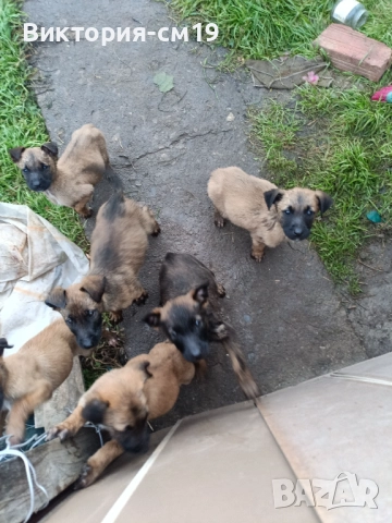 Подарявам кученца, снимка 3 - Белгийска овчарка - 52862922