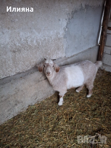 Продавам две женски ярета, снимка 3 - Кози - 53217317