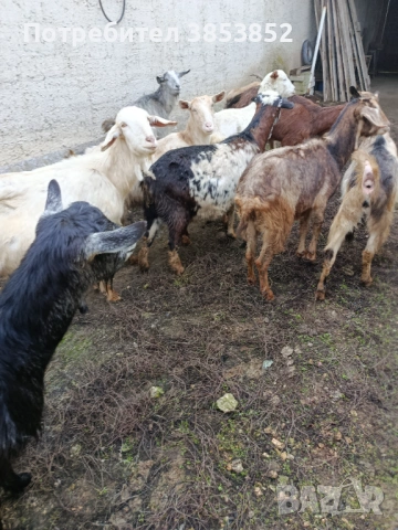 Продавам кози 