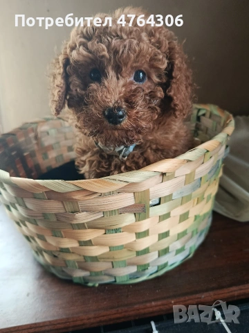 Пудел той, снимка 2 - Пудели - 53827299