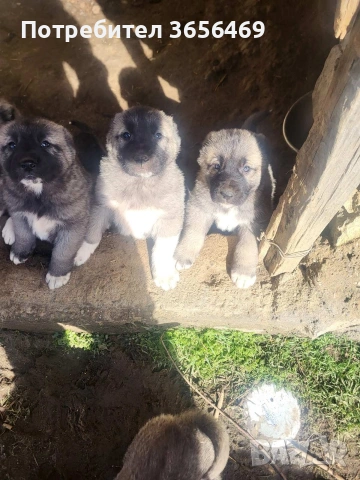 Породисти КАНГАЛИ., снимка 4 - Кангал - 53622874