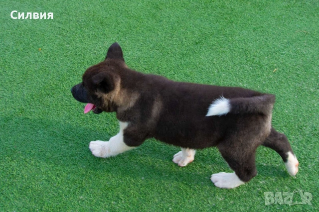 Американска акита, снимка 5 - Акита - 54275835