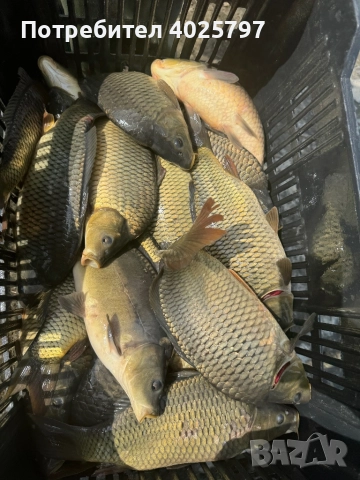 Продавам шаран, снимка 1