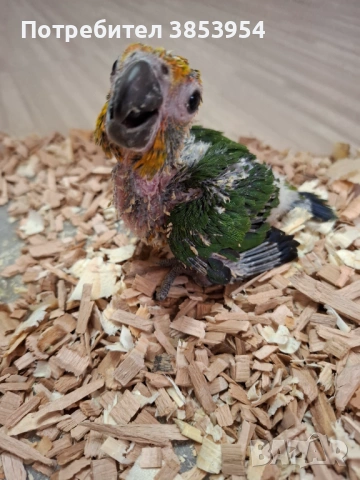 Аратинга - Яндая - бебета , снимка 2 - Папагали - 54079961