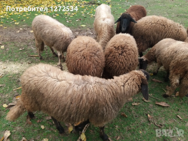 Агнета, снимка 2 - Овце - 53001865