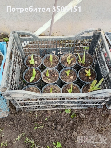 Лечебно алое вера , снимка 6 - Стайни растения - 52409374