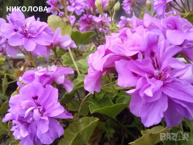 САКЪЗЧЕТА - резници, снимка 6 - Градински цветя и растения - 46237894