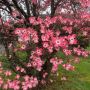 Cornus Florida Red sunset(Корнус Флорида Червен залез), снимка 1