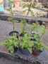 Продавам декоративен храст Сорбария (Sorbaria), снимка 1 - Градински цветя и растения - 45382623