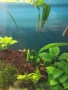 Продавам анубиас и гигантска криптокорина Helena хищни охлюви, снимка 2