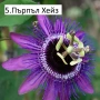 Пасифлора - Passiflora   Налични 5 вида , снимка 5
