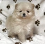  Померан – мини и джудже тип, снимка 7