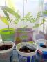 Студоустойчиви цезалпинии от семе, снимка 1 - Градински цветя и растения - 45253612