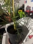 Палми - финикова и трахикарпус, снимка 9