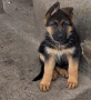 немска овчарка женска, снимка 5