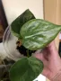 Philodendron oxycardium variegated , снимка 1