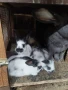 Продавам зайци, снимка 6