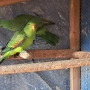 продавам червенокрили папагали чифт, снимка 3
