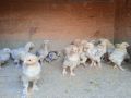 Джак ръселчета на 40 дни.Млади пуйки, кокошки Брама, пилета и юрдечки, снимка 8