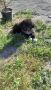 Мъжко кученце, снимка 1 - Кавказка овчарка - 45125996