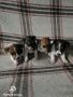 Продавам малки джак ръсел териери , снимка 1