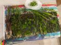 Пакет растения над 15 вида лесни за отглеждане