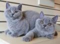 Красиви британски късокосмести котенца., снимка 1 - Британска късокосместа - 45375703