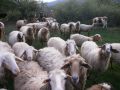 свободни овце, снимка 1 - Овце - 45472297
