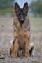 Младо мъжко куче от VA2 Asap v. Aldamar , снимка 1 - Немска овчарка - 45422727