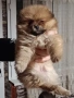  Померан, снимка 2