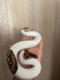 Кралски Питон , снимка 1 - Змии - 44941255
