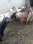 Продавам кози , снимка 1