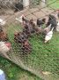 Продавам кокошки и петел, снимка 1 - други­ - 45742932