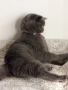 Шотландско котенце, снимка 3