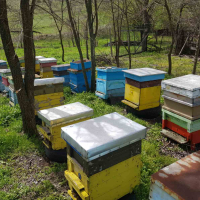 Пчелни семейства, снимка 3 - За пчели - 45034053