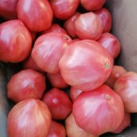 Разсад розови домати и краставици, снимка 4 - Разсади - 45434033