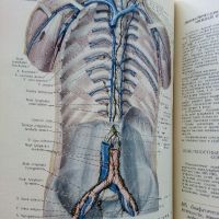 Атлас анатомии человека  том 2 - Р.Д.Синельников - 1956г., снимка 5 - Специализирана литература - 45536071