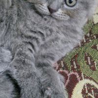 Клепоухи котенца, снимка 2 - Британска късокосместа - 45620343